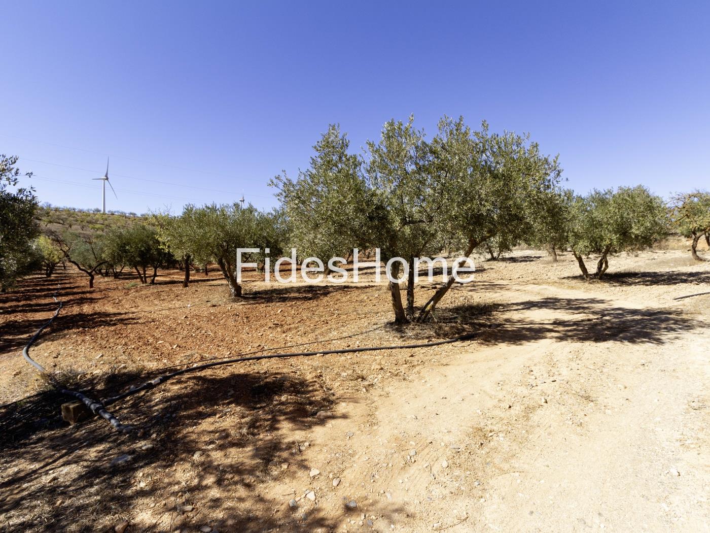 Magnificent olive farm in Nigüelas with a cortijo in Nigüelas
