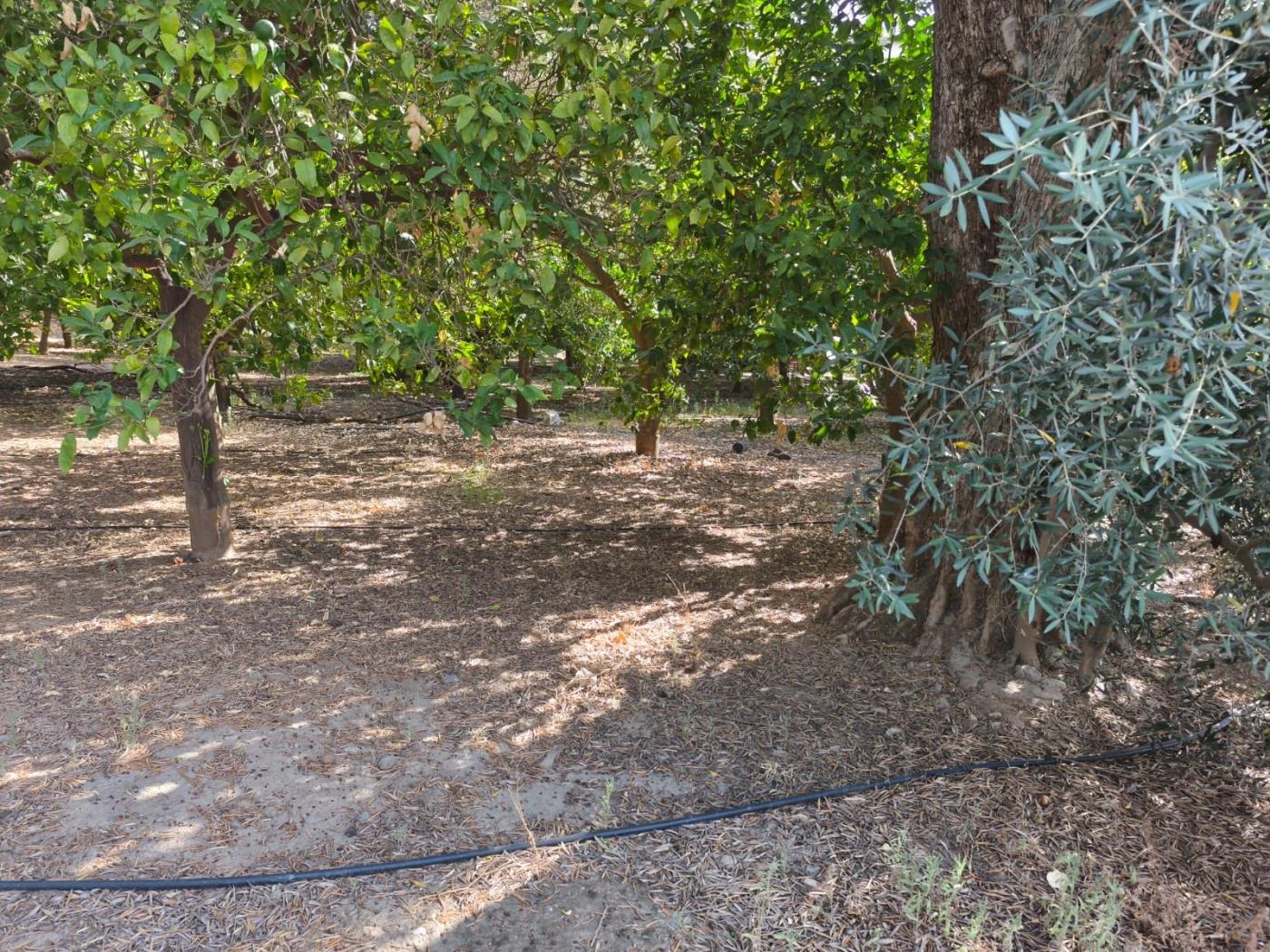 Großes bewässertes Grundstück in Nigüelas in Nigüelas