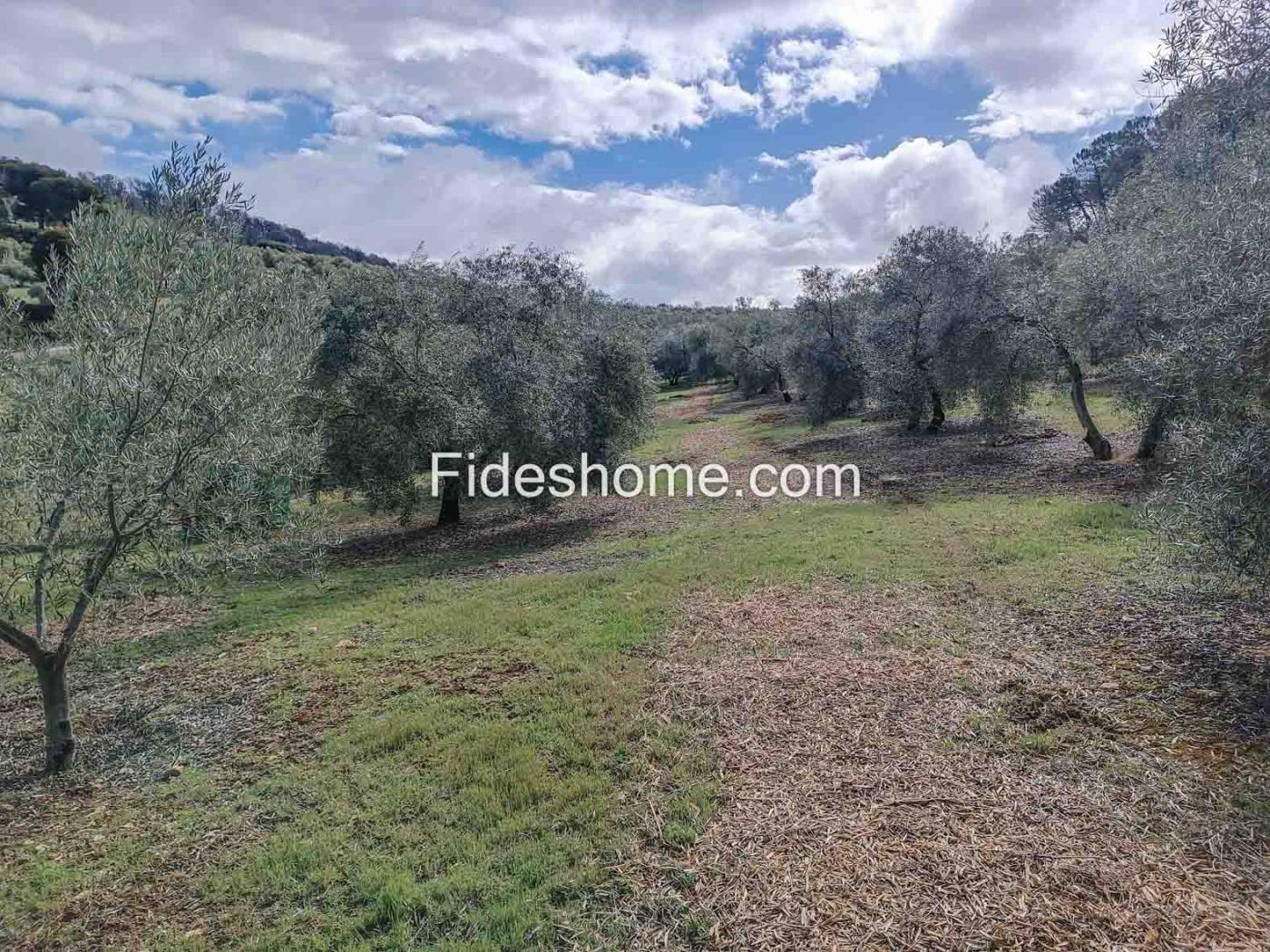 Magnifica finca de olivos y cortijo en Albuñuelas en Albuñuelas