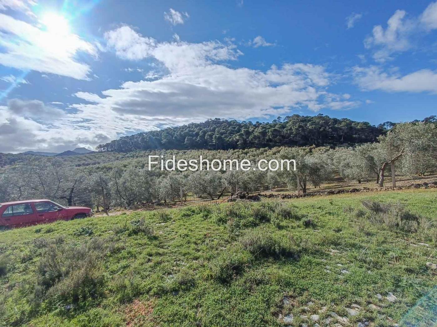 Magnifica finca de olivos y cortijo en Albuñuelas en Albuñuelas