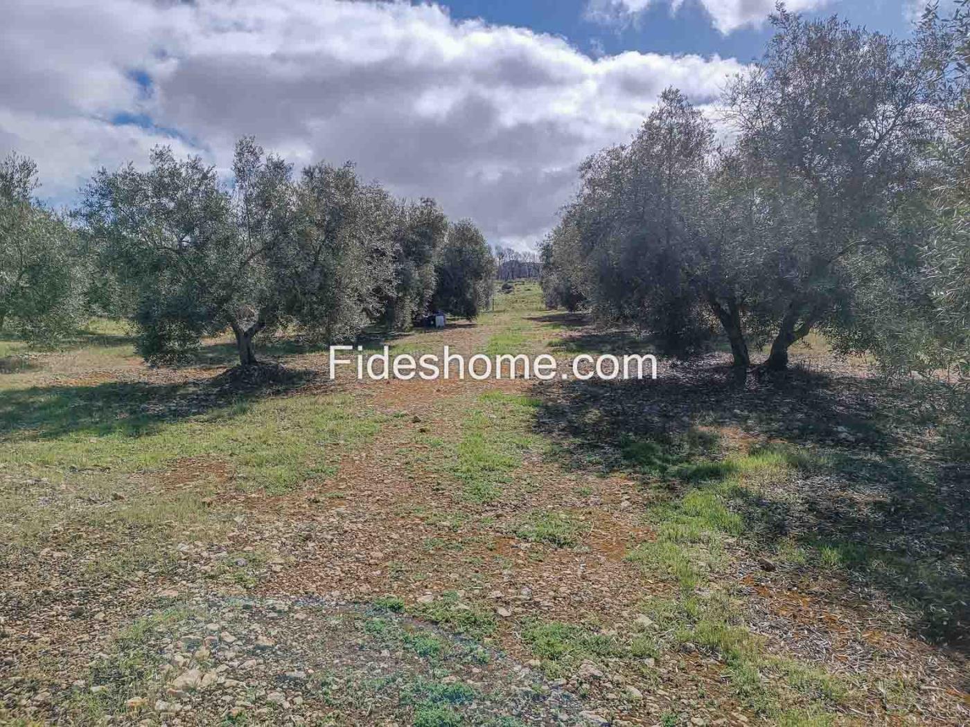 Magnifica finca de olivos y cortijo en Albuñuelas en Albuñuelas