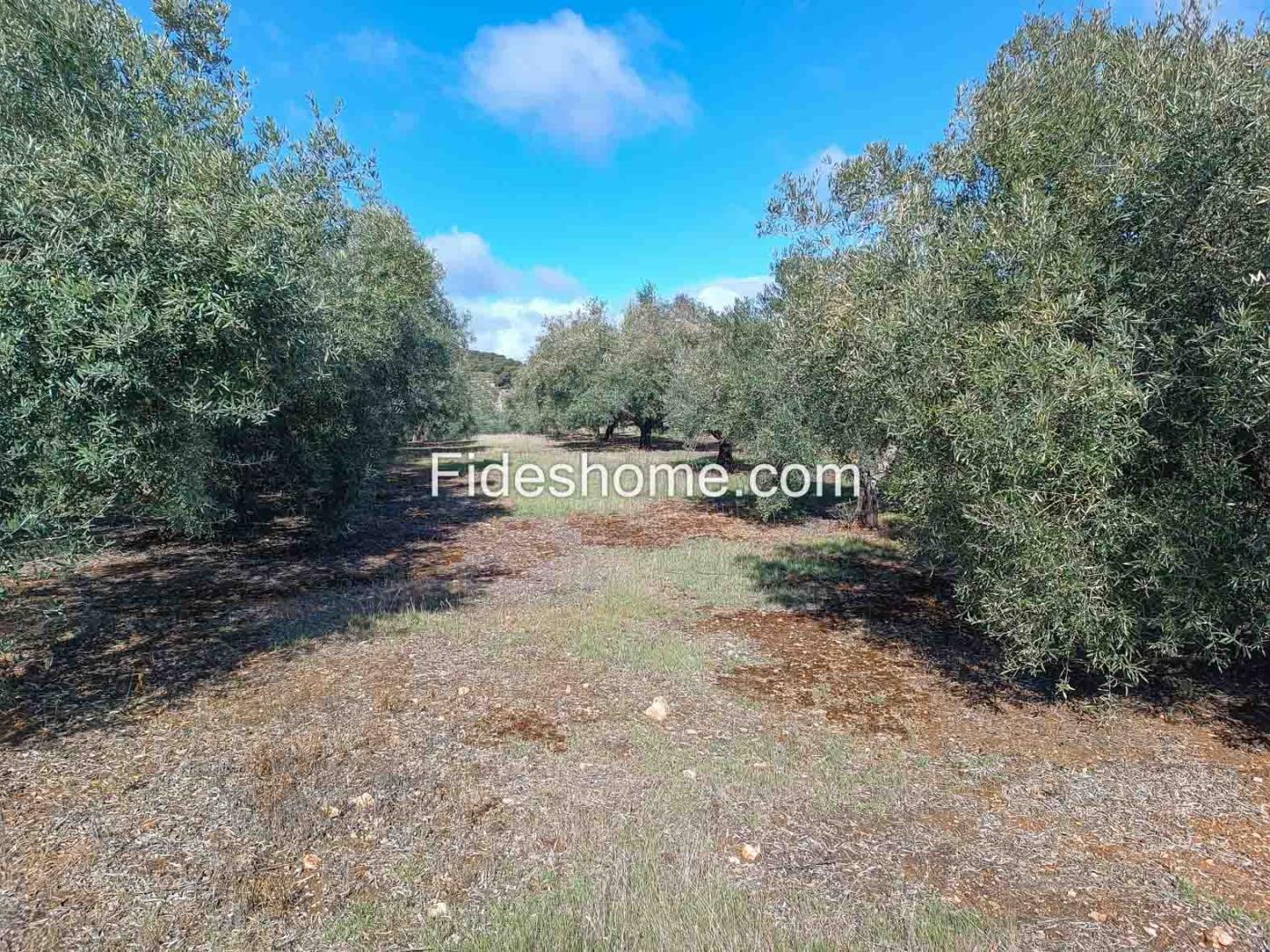 Magnifica finca de olivos y cortijo en Albuñuelas en Albuñuelas