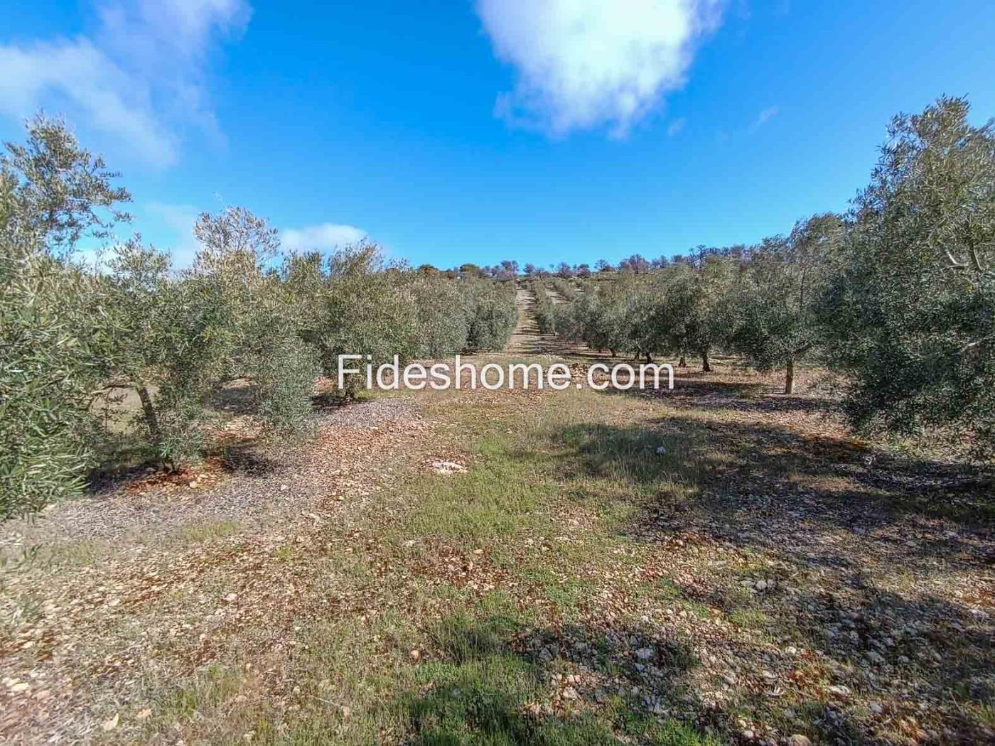 Magnifica finca de olivos y cortijo en Albuñuelas en Albuñuelas
