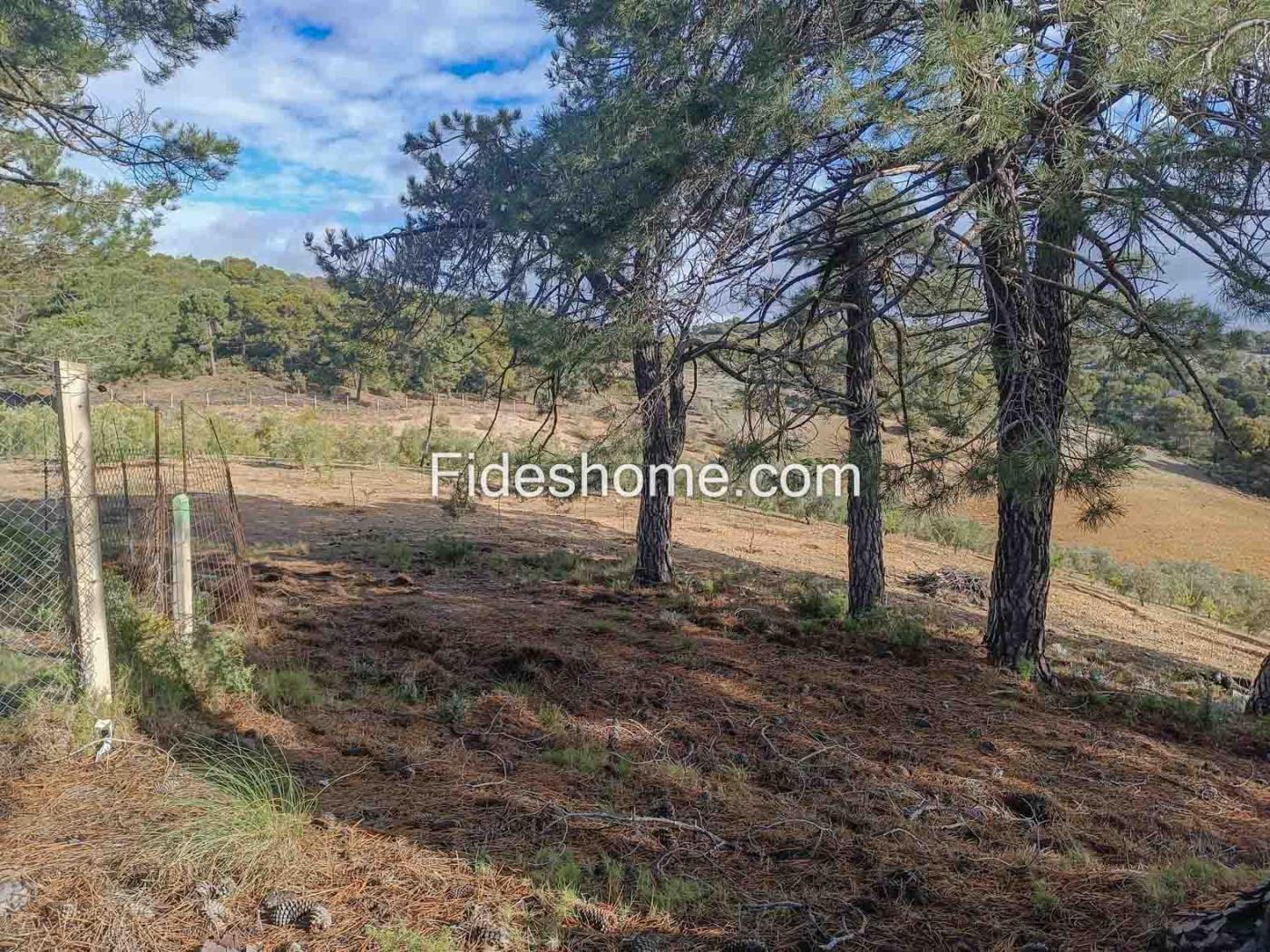 Magnifica finca de olivos y cortijo en Albuñuelas en Albuñuelas