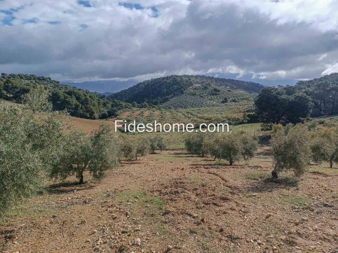 Magnifica finca de olivos y cortijo en Albuñuelas en Albuñuelas