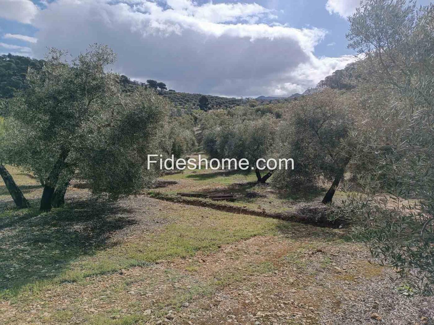 Magnifica finca de olivos y cortijo en Albuñuelas en Albuñuelas