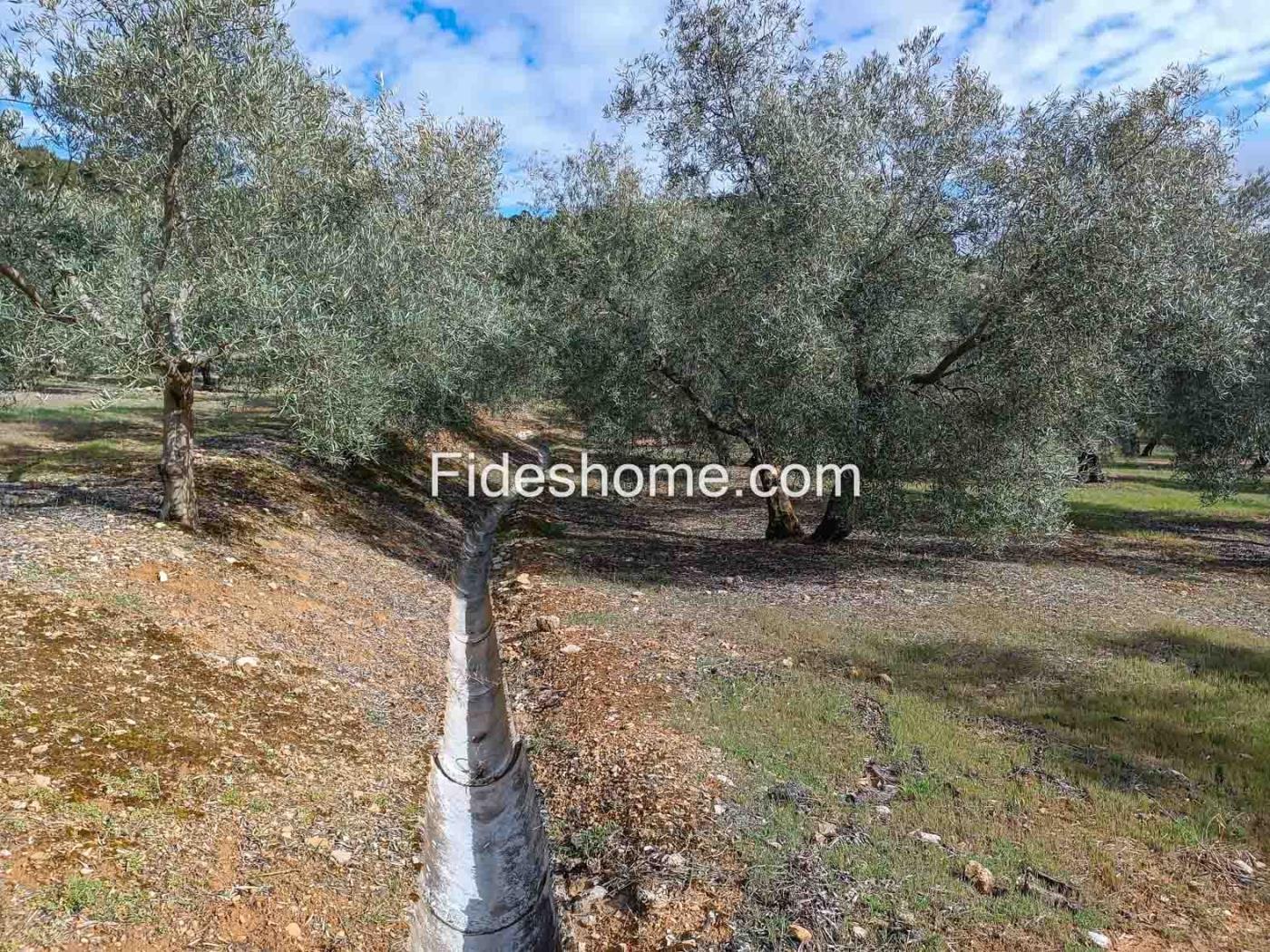 Magnifica finca de olivos y cortijo en Albuñuelas en Albuñuelas