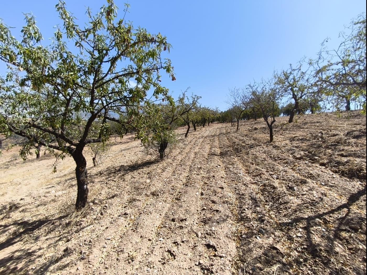 Finca rústica de secano en Dúrcal – Ideal para ampliar tu terreno en Dúrcal