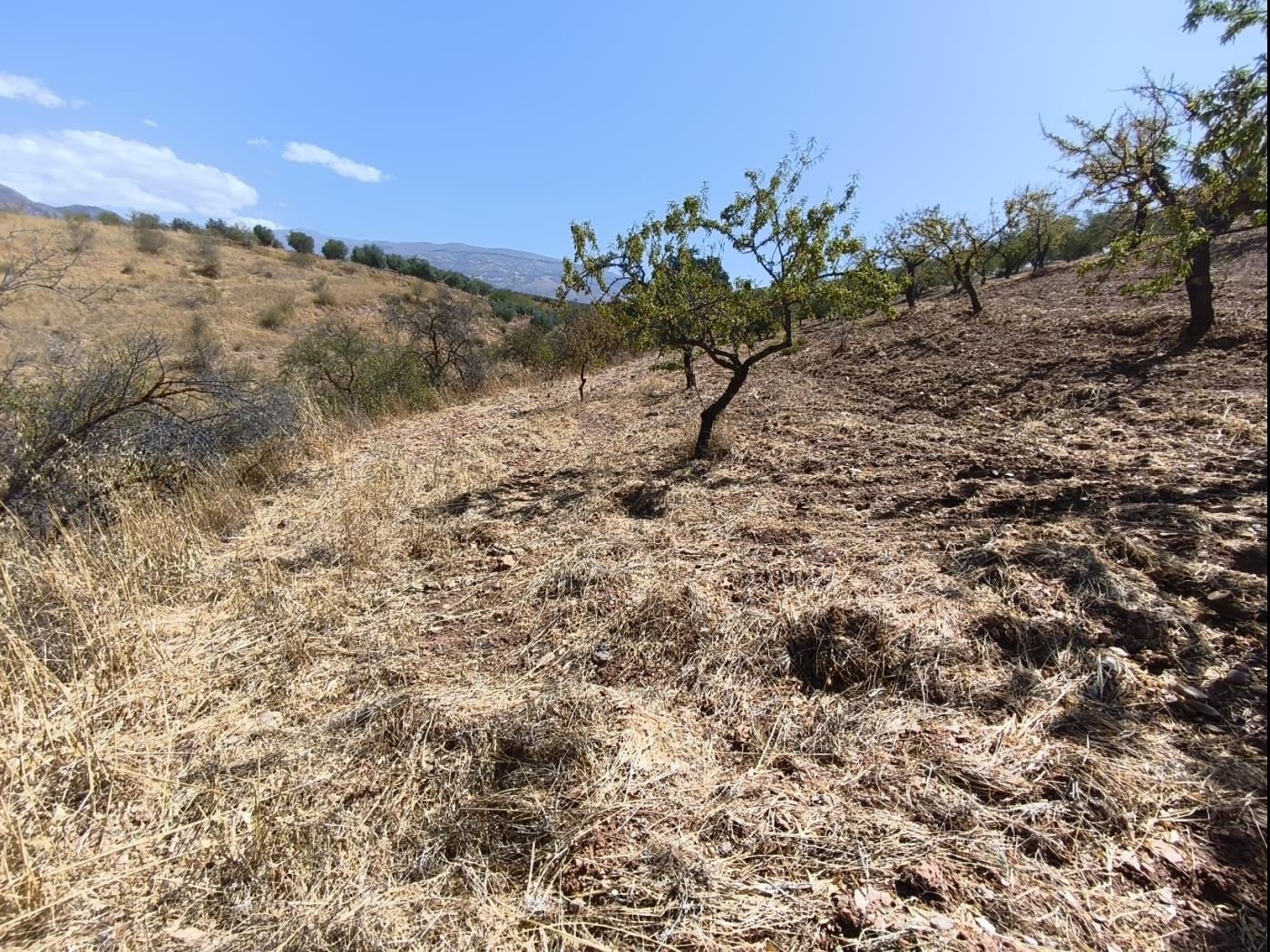 Finca rústica de secano en Dúrcal – Ideal para ampliar tu terreno en Dúrcal