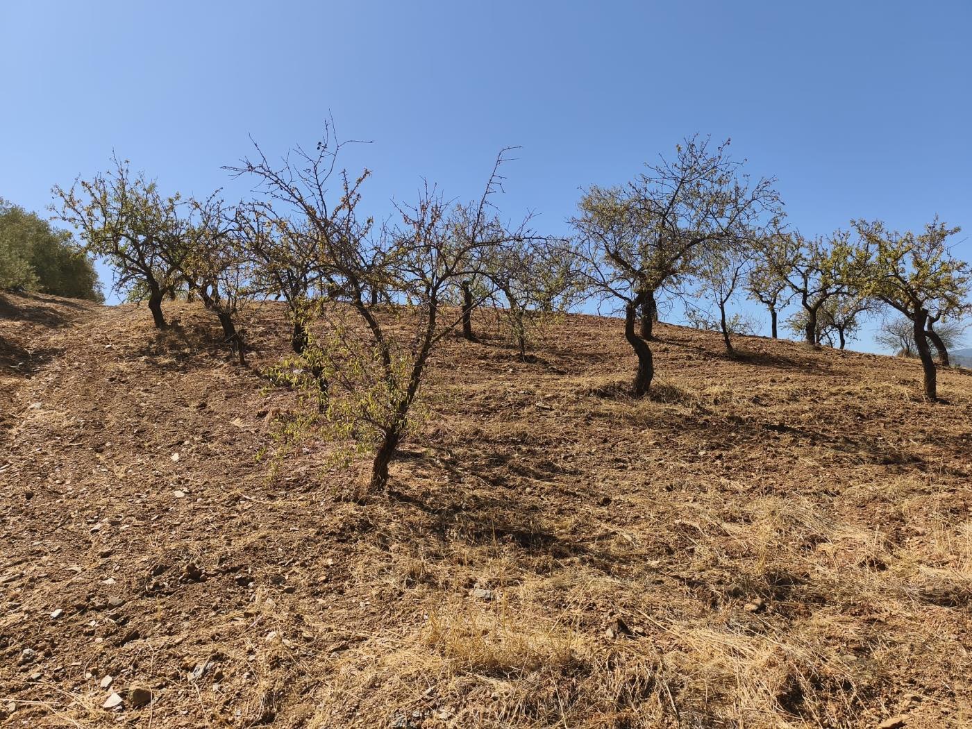 Finca rústica de secano en Dúrcal – Ideal para ampliar tu terreno en Dúrcal