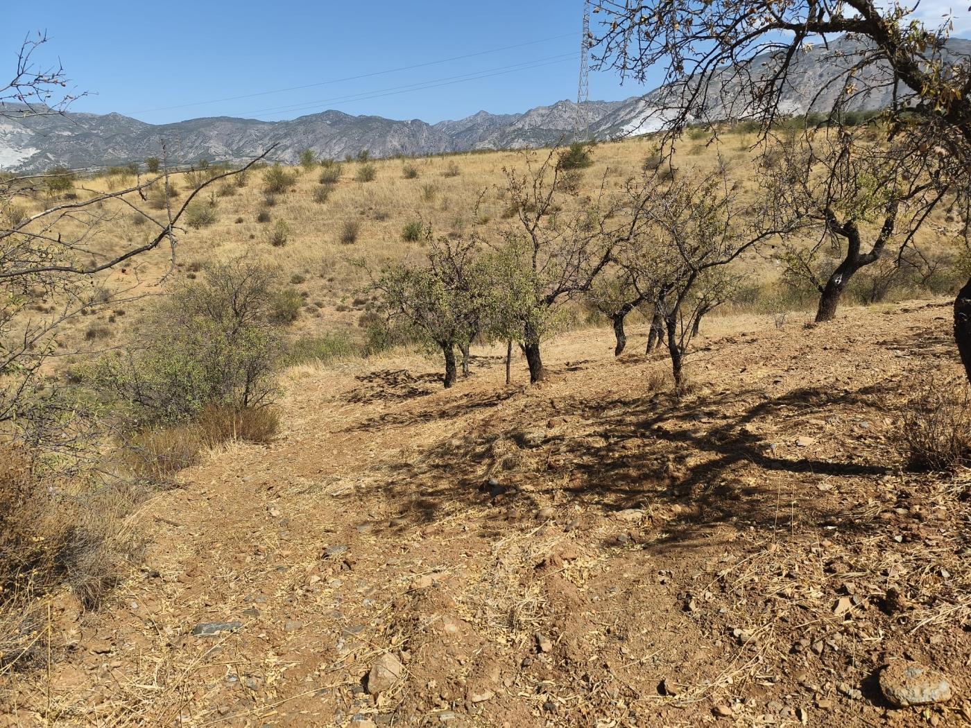 Finca rústica de secano en Dúrcal – Ideal para ampliar tu terreno en Dúrcal