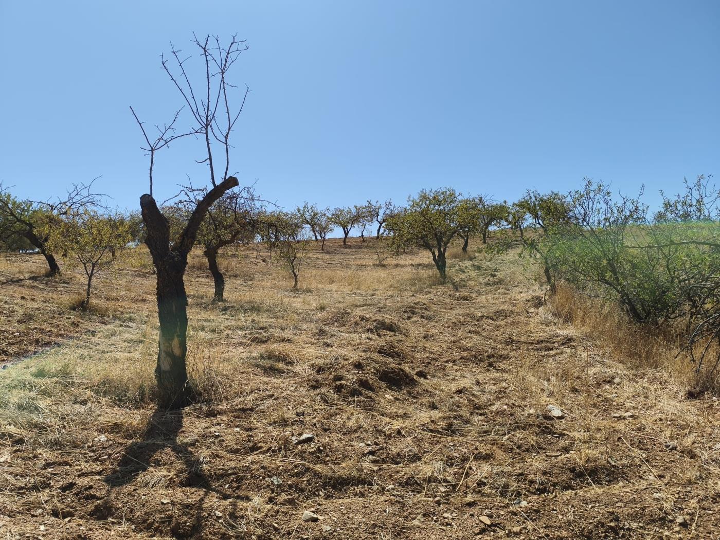 Finca rústica de secano en Dúrcal – Ideal para ampliar tu terreno en Dúrcal