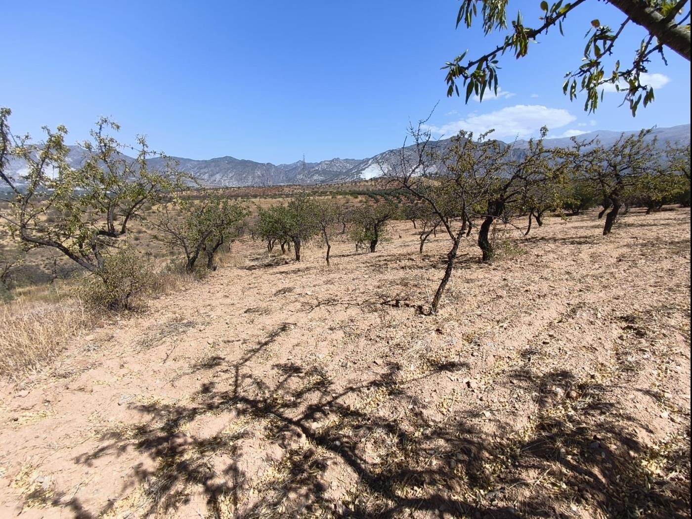 Finca rústica de secano en Dúrcal – Ideal para ampliar tu terreno en Dúrcal