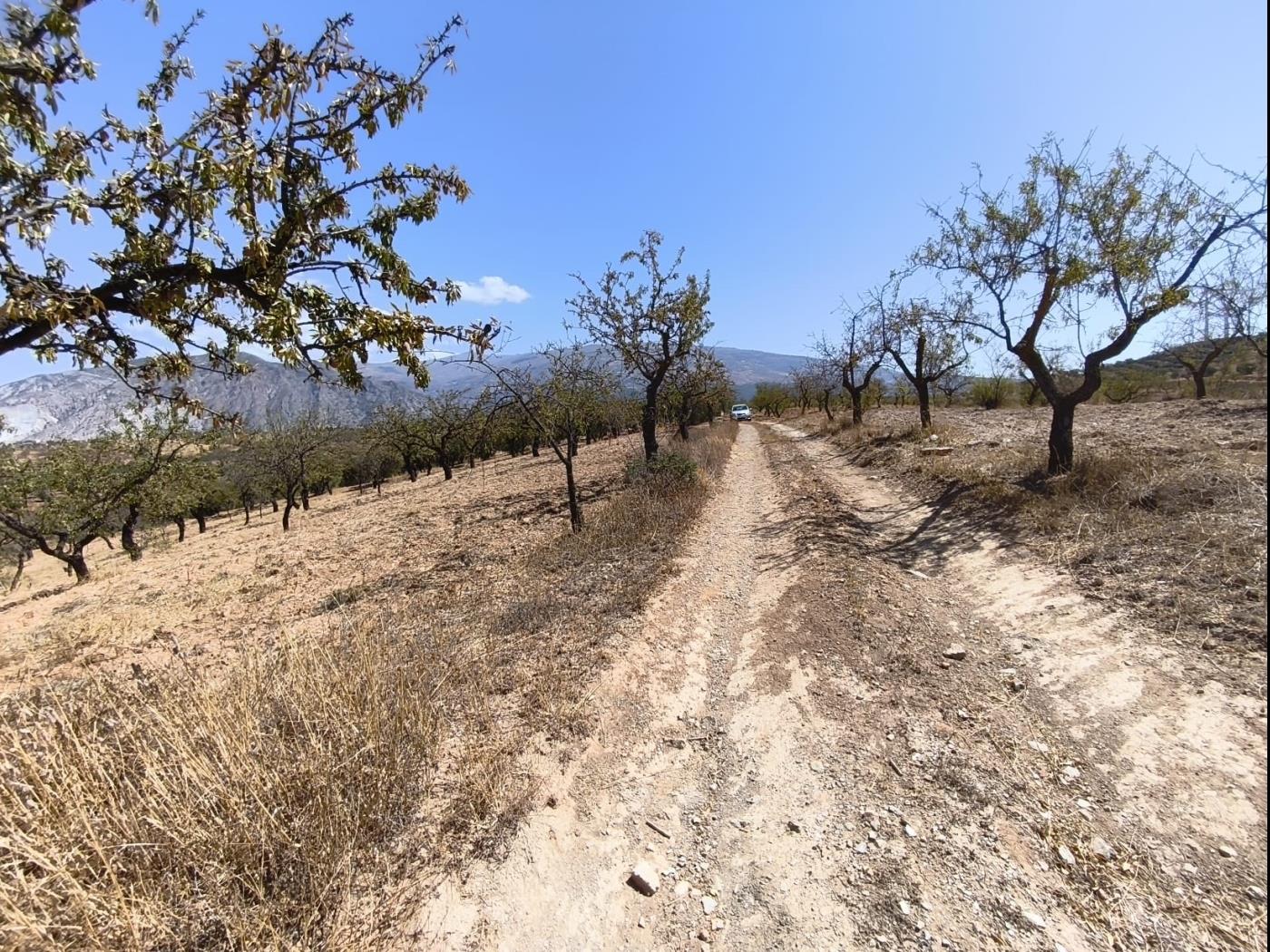 Finca rústica de secano en Dúrcal – Ideal para ampliar tu terreno en Dúrcal