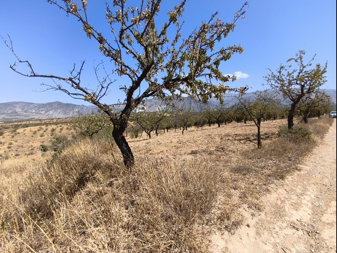 Finca rústica de secano en Dúrcal – Ideal para ampliar tu terreno en Dúrcal
