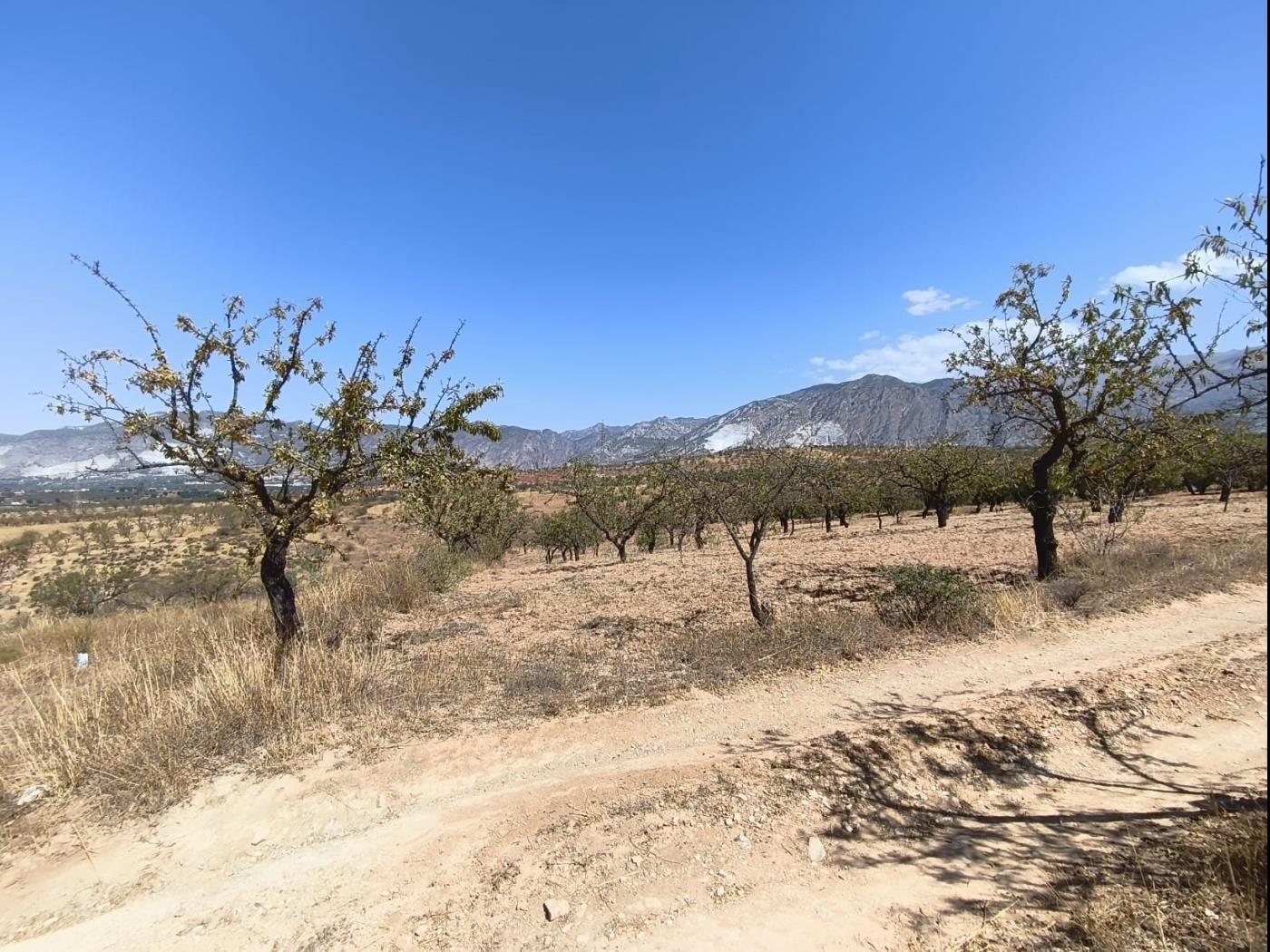 Finca rústica de secano en Dúrcal – Ideal para ampliar tu terreno en Dúrcal