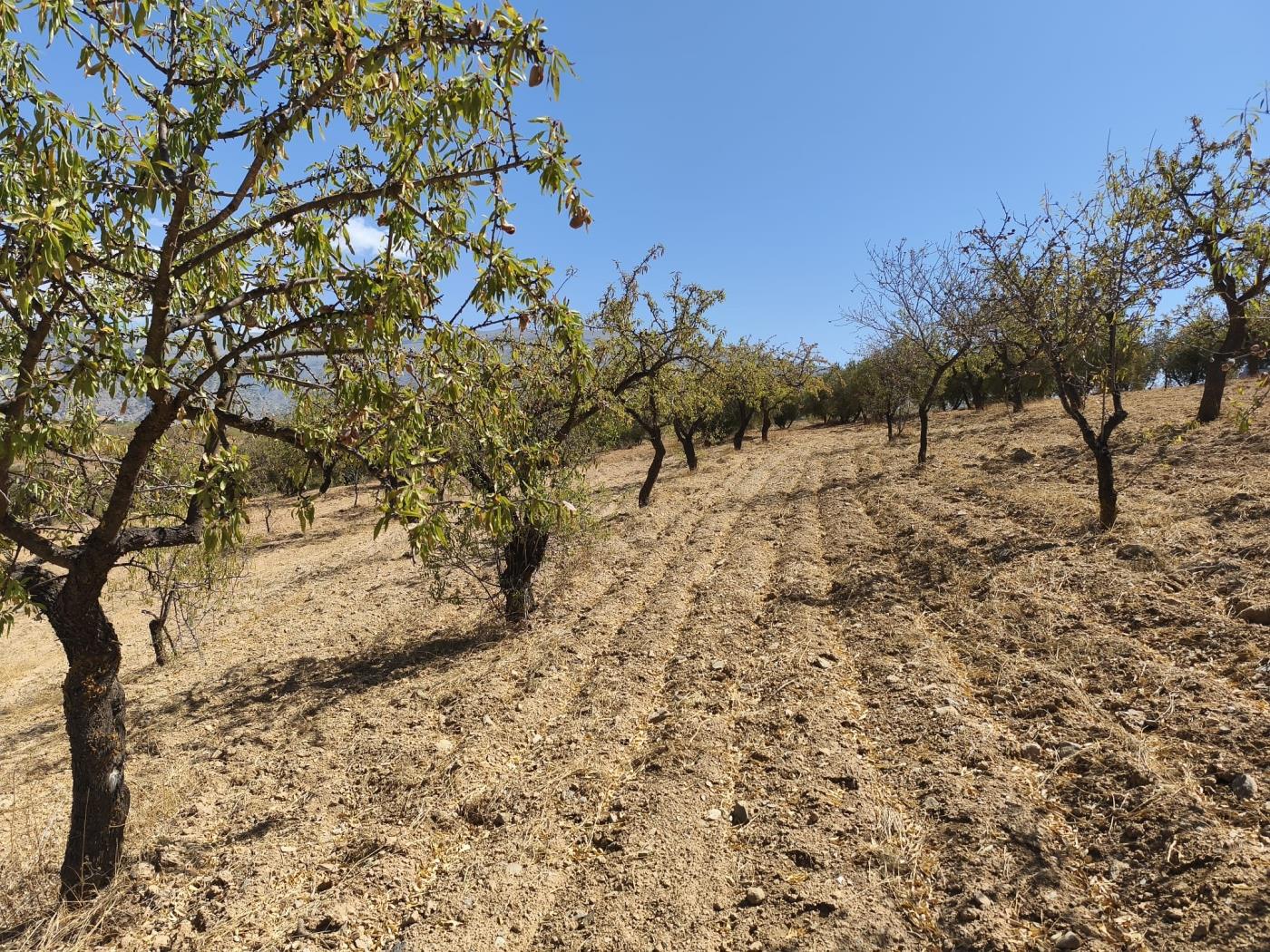 Finca rústica de secano en Dúrcal – Ideal para ampliar tu terreno en Dúrcal
