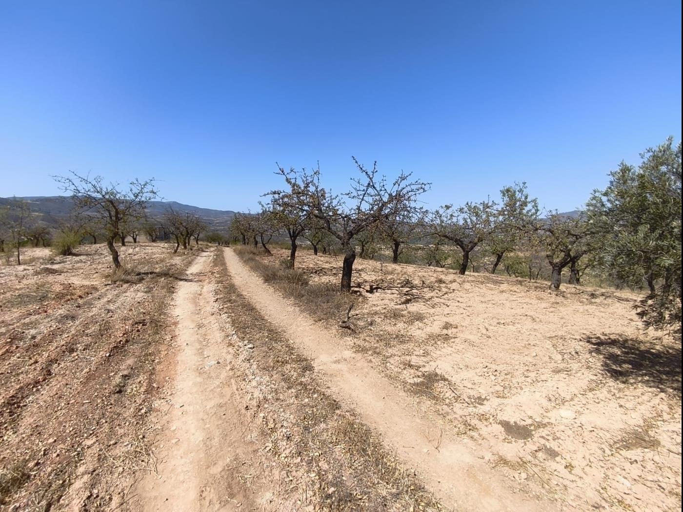 Finca rústica de secano en Dúrcal – Ideal para ampliar tu terreno en Dúrcal