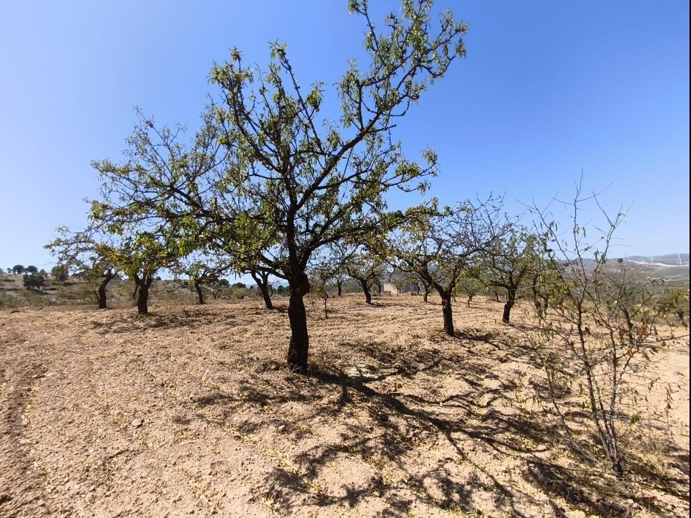 Finca rústica de secano en Dúrcal – Ideal para ampliar tu terreno en Dúrcal