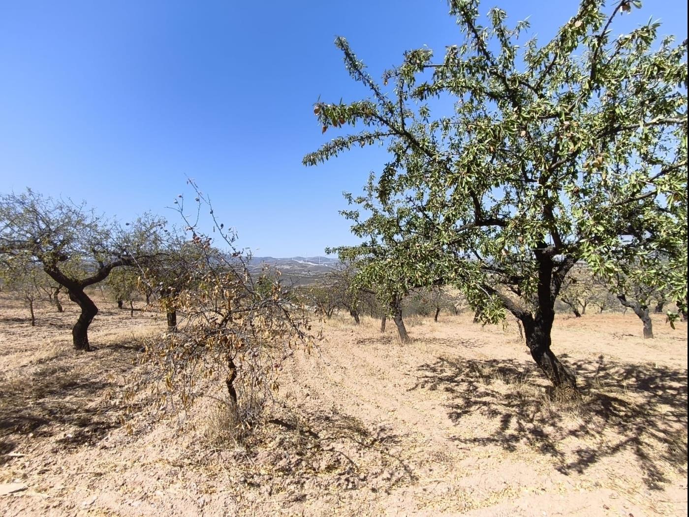 Finca rústica de secano en Dúrcal – Ideal para ampliar tu terreno en Dúrcal