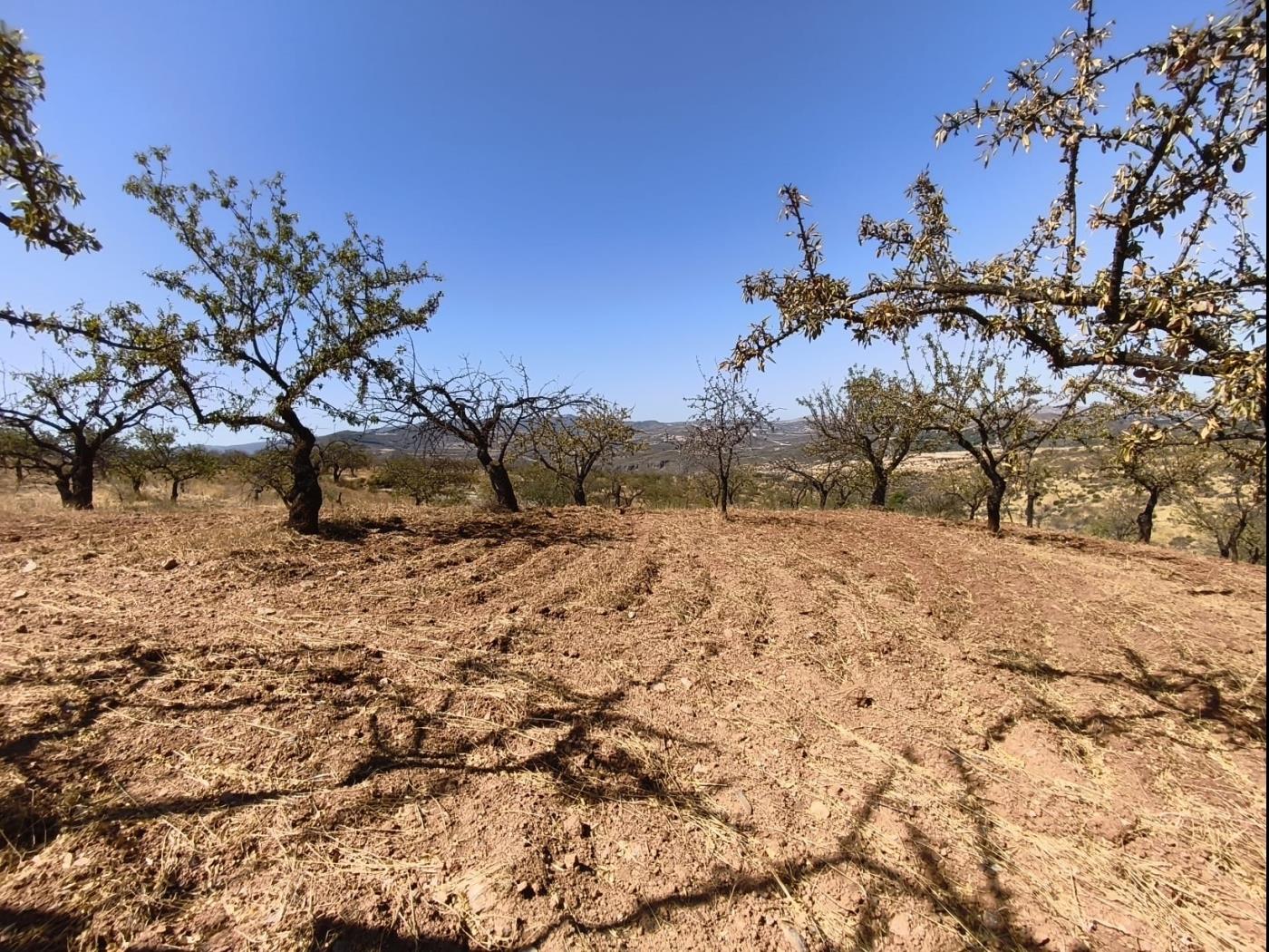 Finca rústica de secano en Dúrcal – Ideal para ampliar tu terreno en Dúrcal