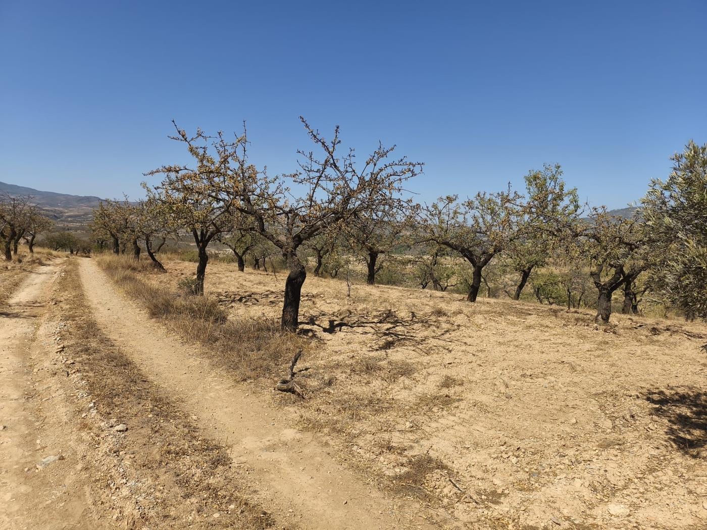 Finca rústica de secano en Dúrcal – Ideal para ampliar tu terreno en Dúrcal