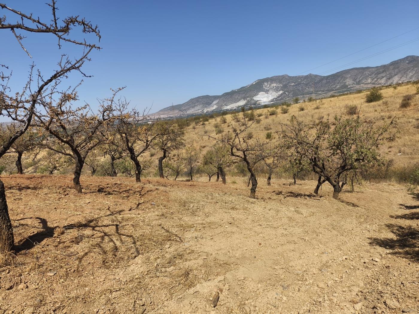 Finca rústica de secano en Dúrcal – Ideal para ampliar tu terreno en Dúrcal