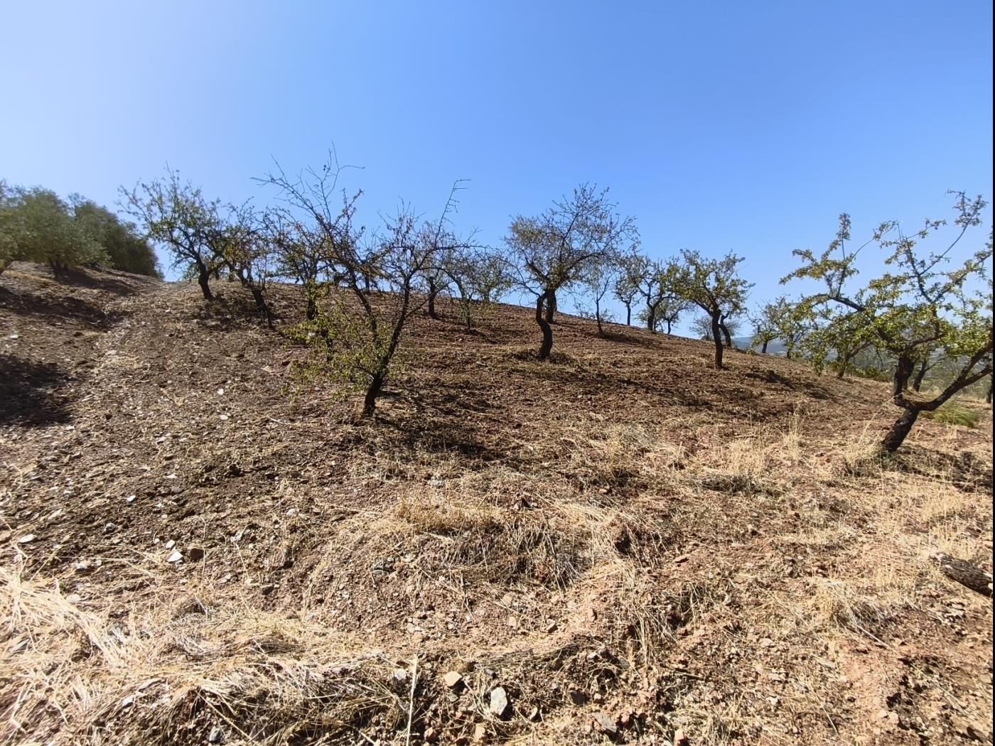 Finca rústica de secano en Dúrcal – Ideal para ampliar tu terreno en Dúrcal