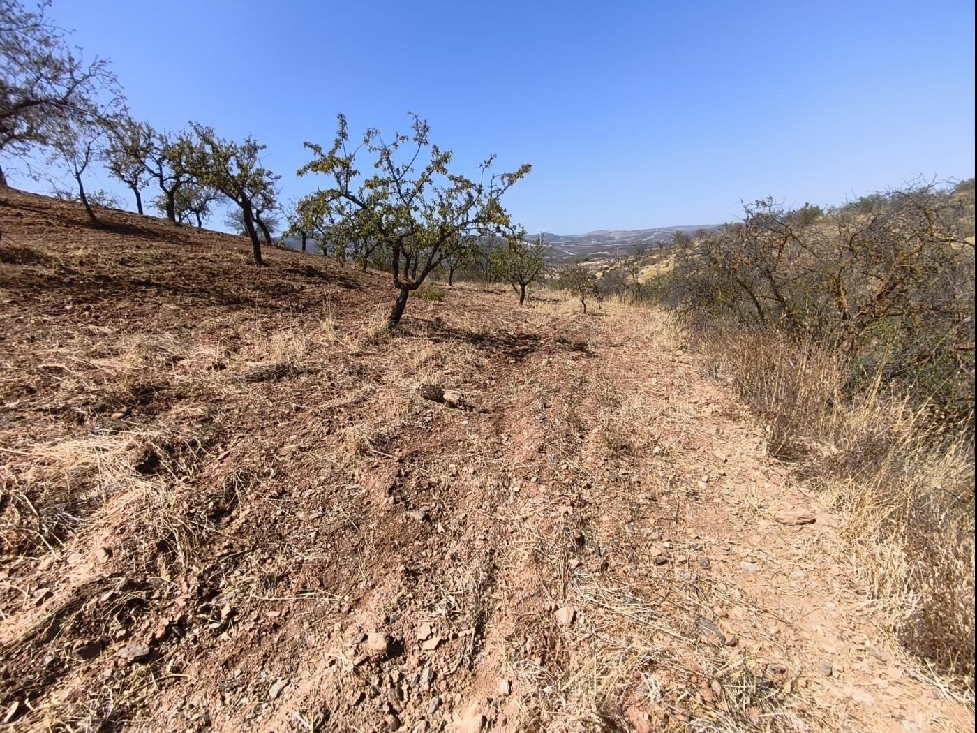 Finca rústica de secano en Dúrcal – Ideal para ampliar tu terreno en Dúrcal