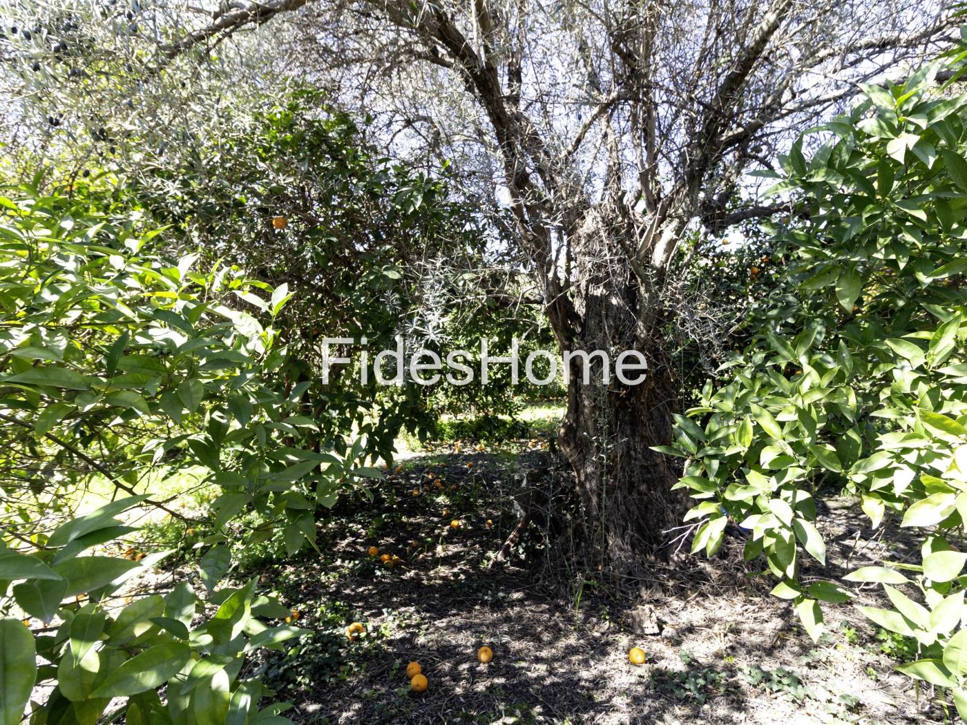 Large rustic plot with water – natural surroundings in Chite in Chite
