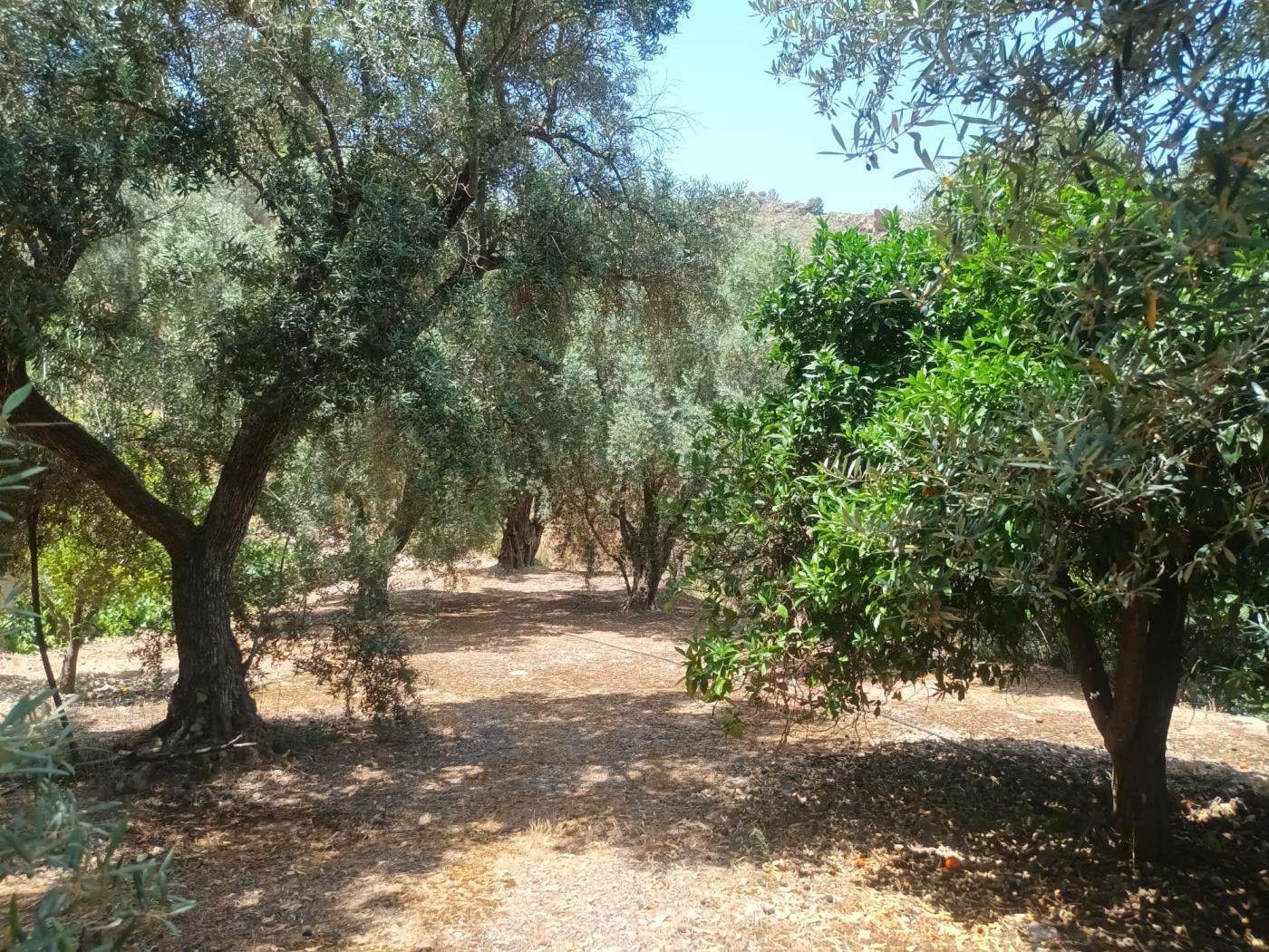 Magnificent set of three rustic plots in Pinos del Valle in Pinos del valle