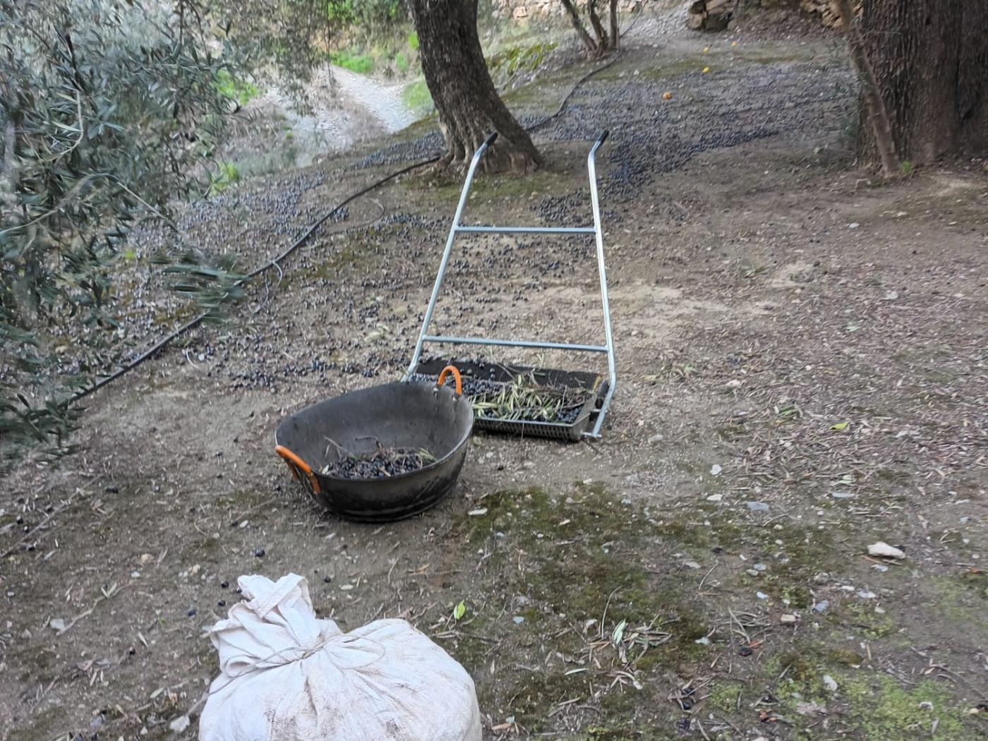 Magnificent set of three rustic plots in Pinos del Valle in Pinos del valle