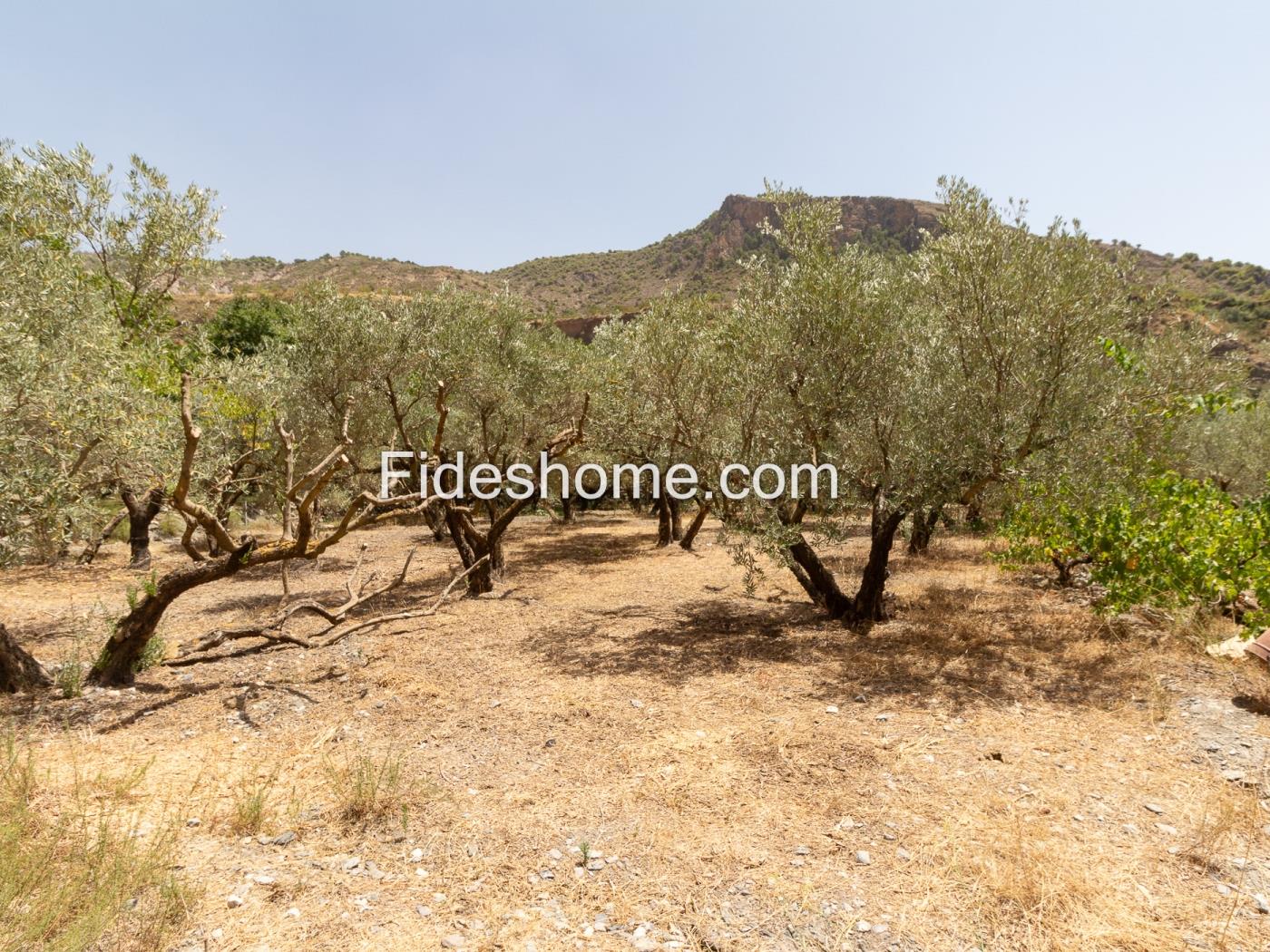Finca rústica de riego con olivar en Acequias en Acequias