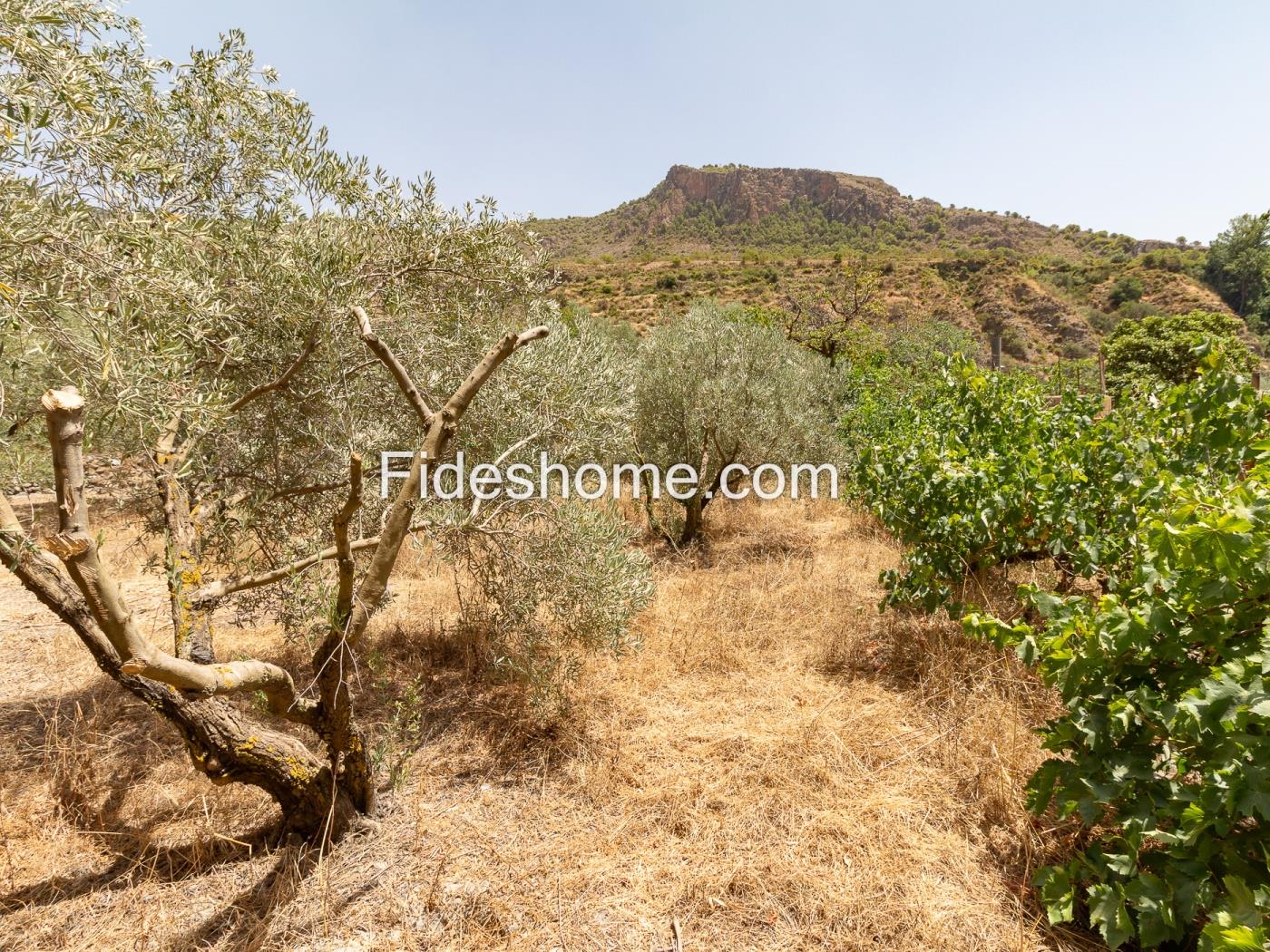 Finca rústica de riego con olivar en Acequias en Acequias