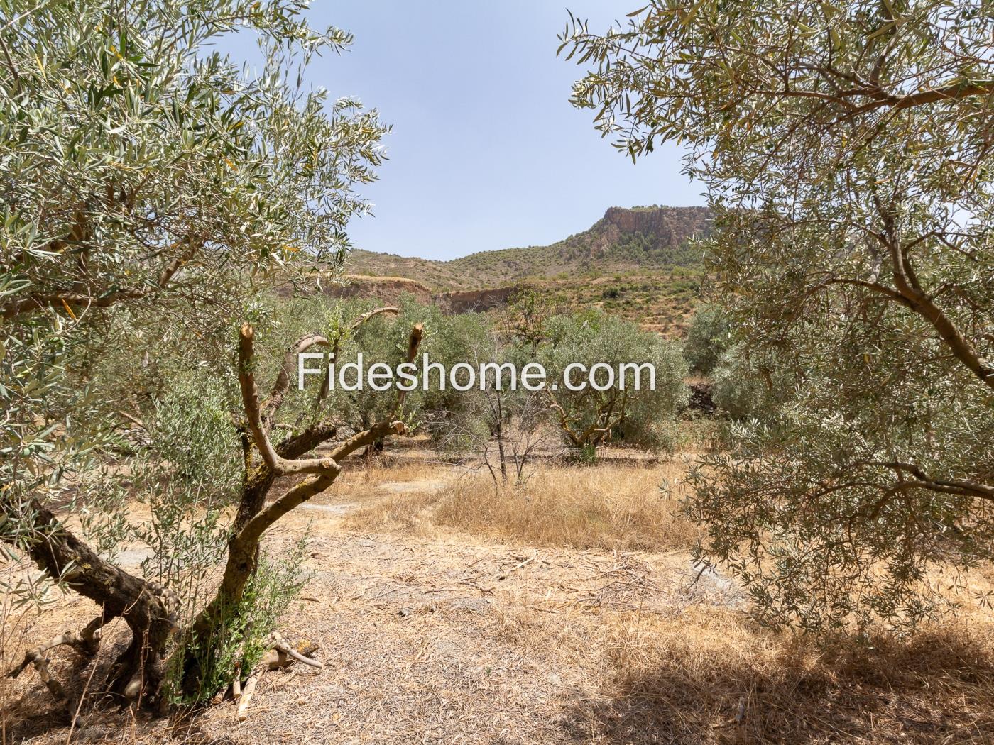Finca rústica de riego con olivar en Acequias en Acequias