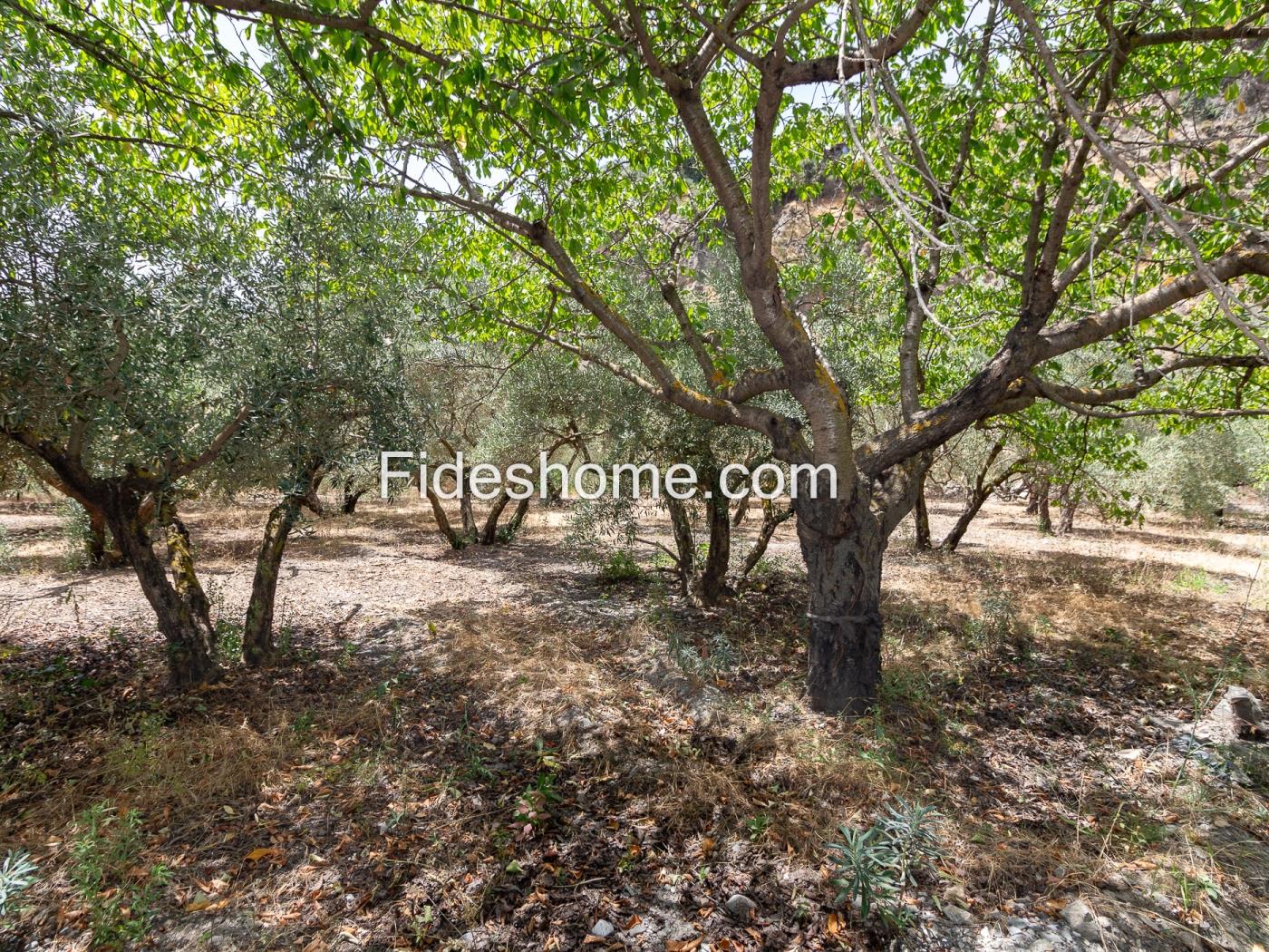 Finca rústica de riego con olivar en Acequias en Acequias