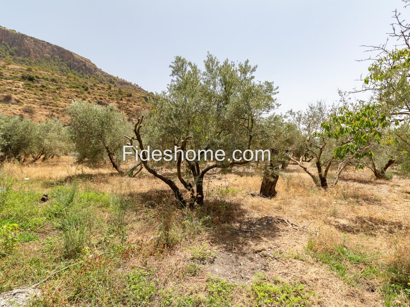 Finca rústica de riego con olivar en Acequias en Acequias