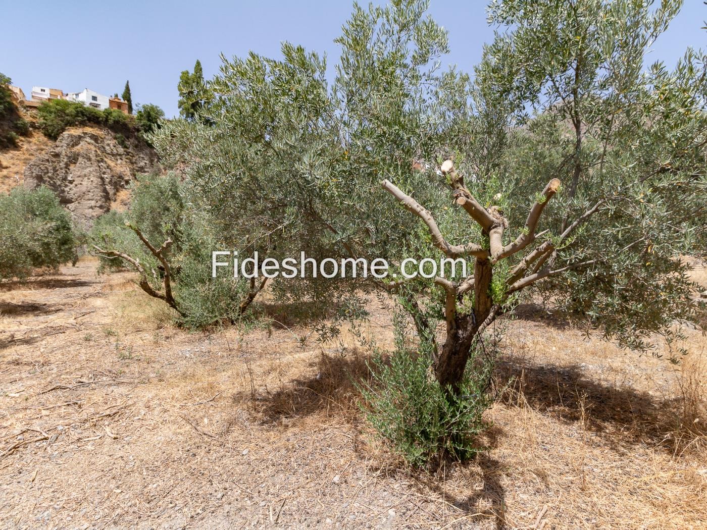 Finca rústica de riego con olivar en Acequias en Acequias